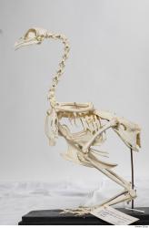 Photo Textures of Hen Skeleton